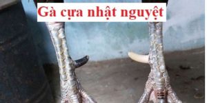 gà cựa Nhật Nguyệt