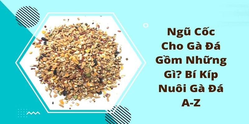 Cách sử dụng ngũ cốc đá gà hiệu quả